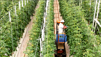 江蘇南通 龍驤虎步，家庭農場踏春來